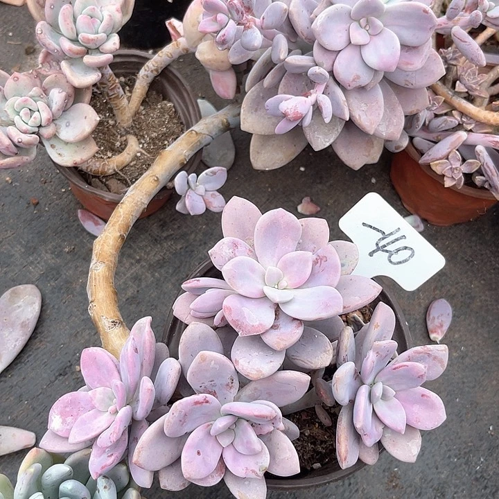 晨语多肉，一物一拍40