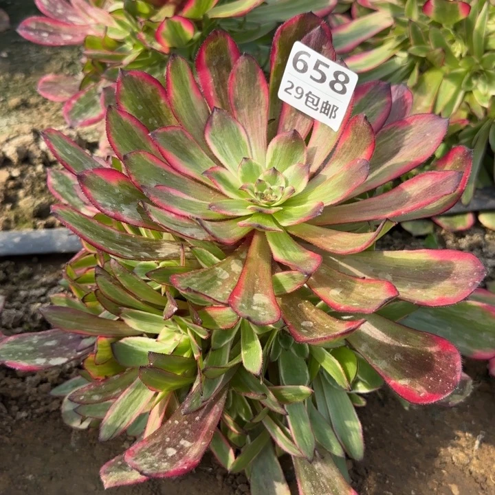 烟花……多肉植物的生长