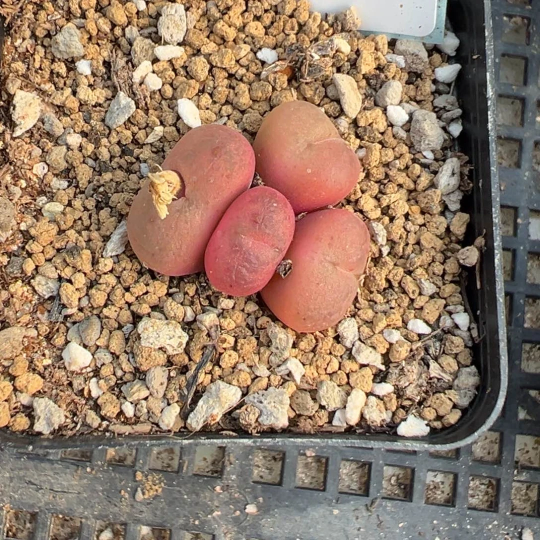 3-67肉锥多肉植物，