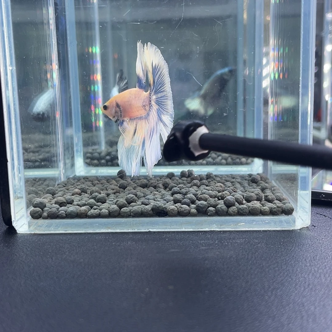 斗鱼17号916早半月