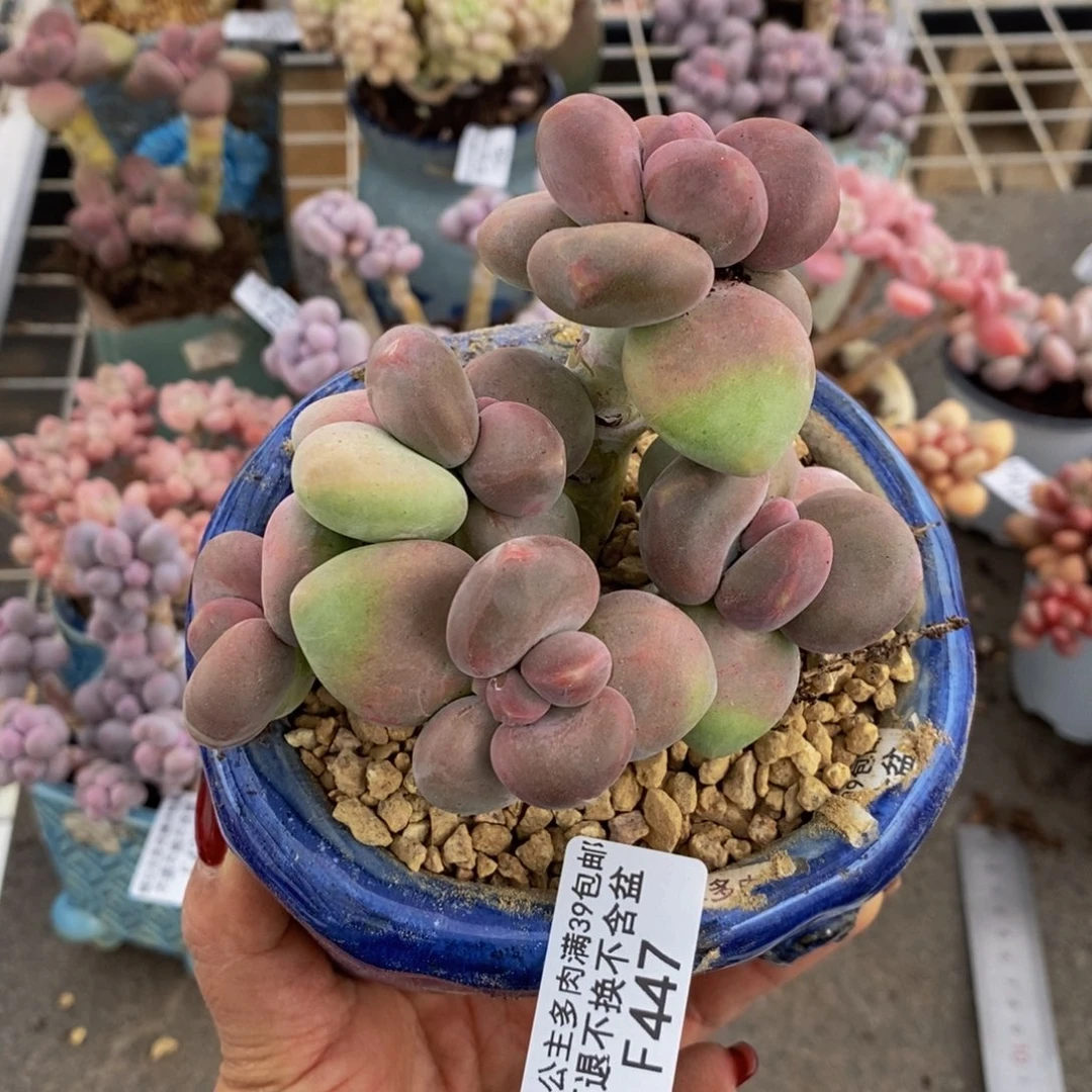 芒果奶酪447/8c m