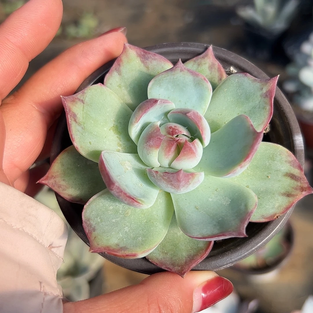 多肉植物多肉植物