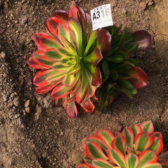 平*316多肉法师寄养