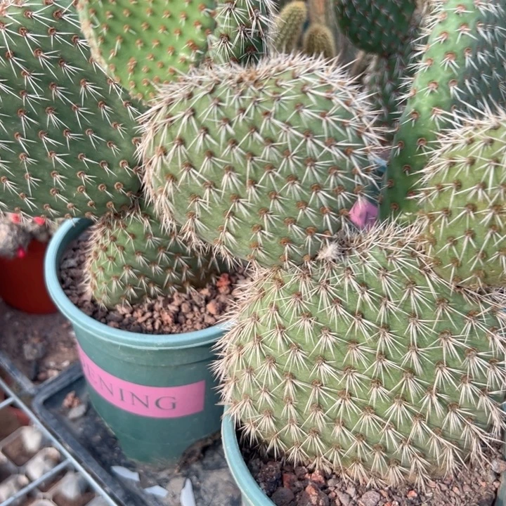 花***界恭喜发财。