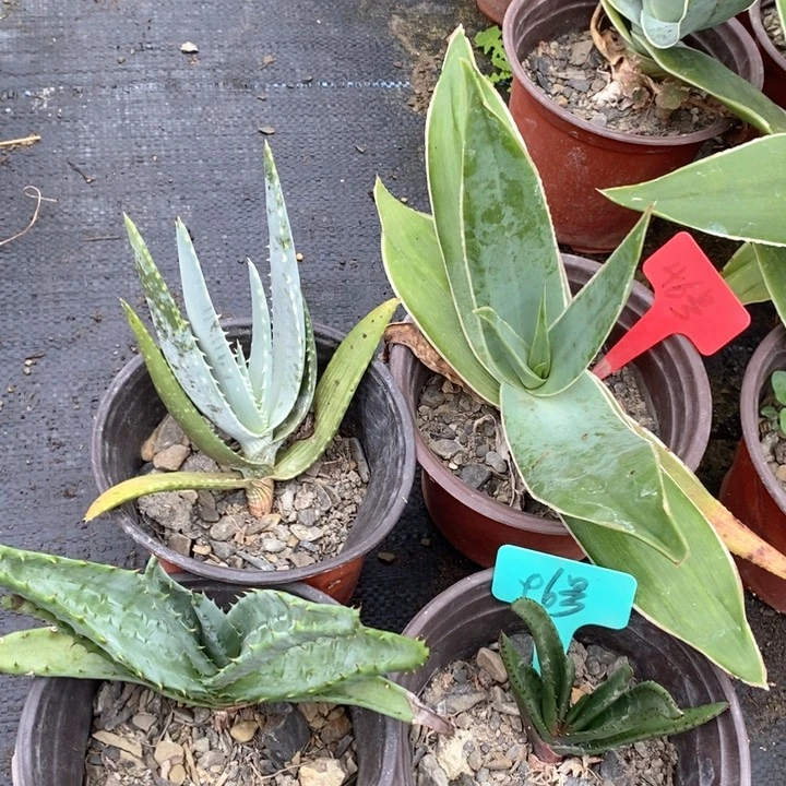 【闪购商品】无花朵海来芦荟
