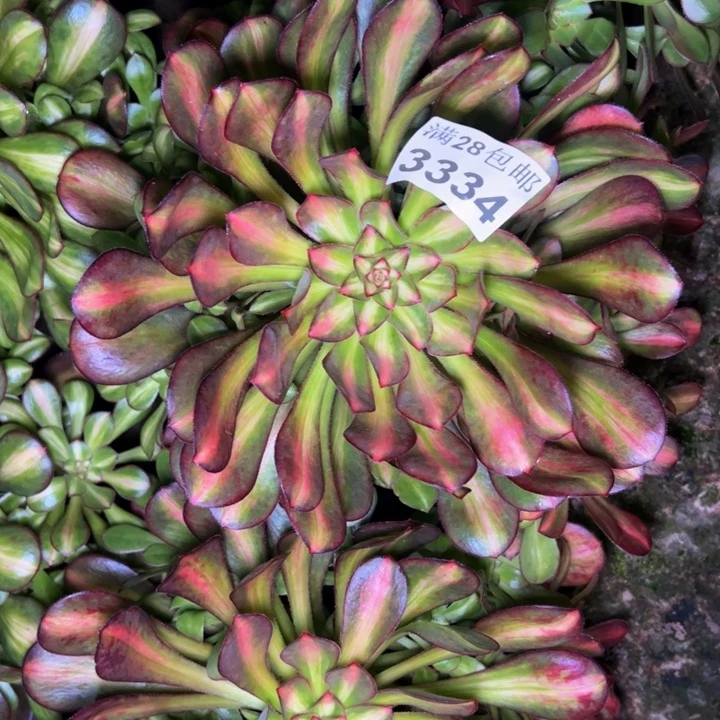 3334南晚霞多肉植物