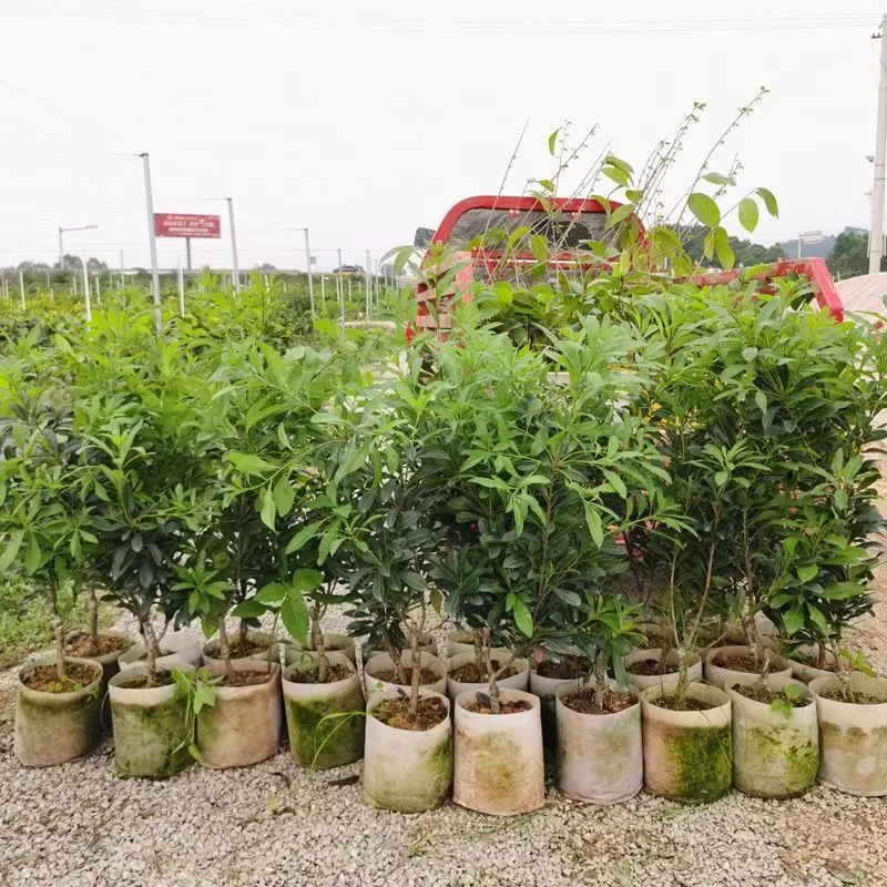 【优品苗】正宗东魁杨梅树苗嫁接树苖浙江仙居带土种植盆栽批发正品