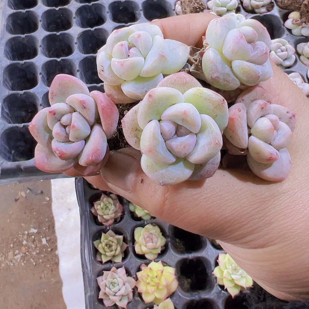 奶冰5个19包邮多肉