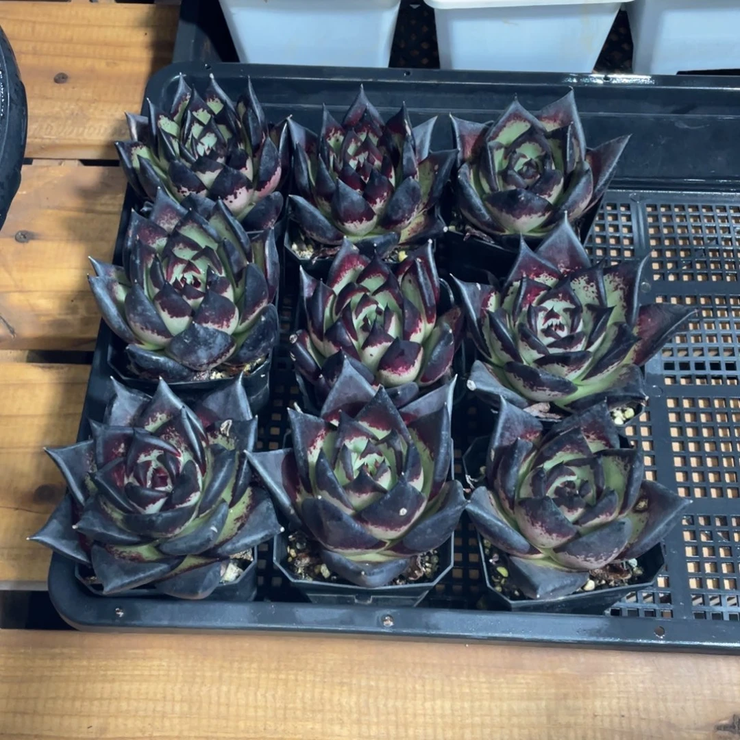 多肉植物，山人园艺，3颗一组
