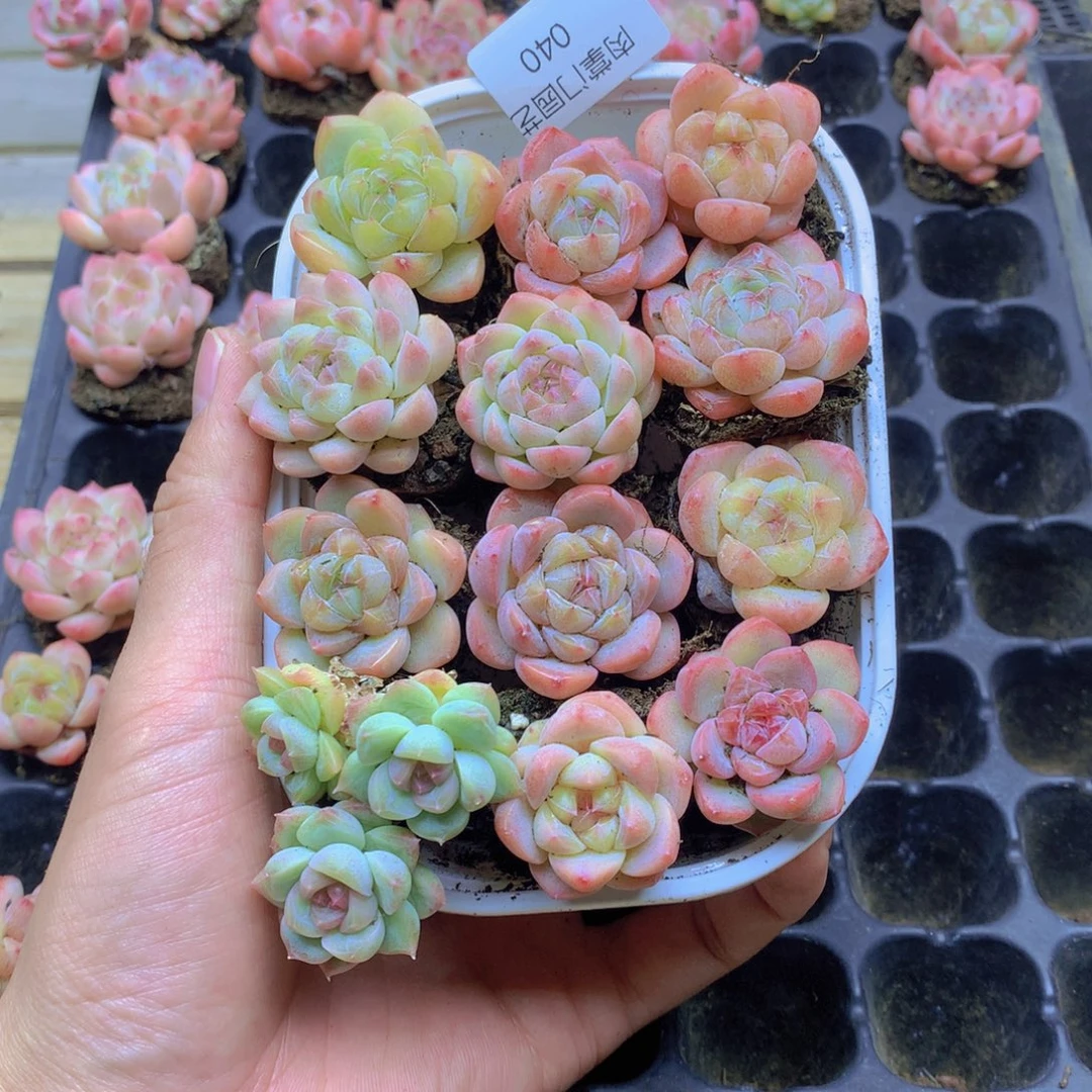 我要去看你了啊我040