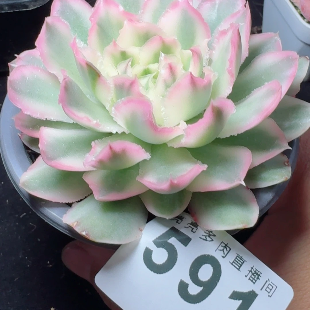 紫蝴蝶锦      愿你一路坦途，乘风破浪展宏图