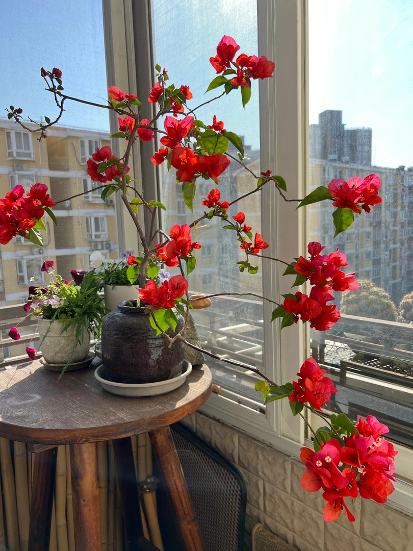 【中国红】四季开花三角梅庭院盆栽易花卉爬藤植物源头基地不带花