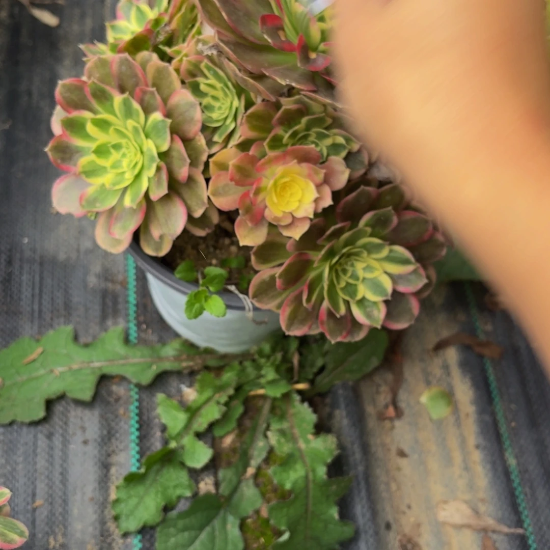 807多肉植物捧花的