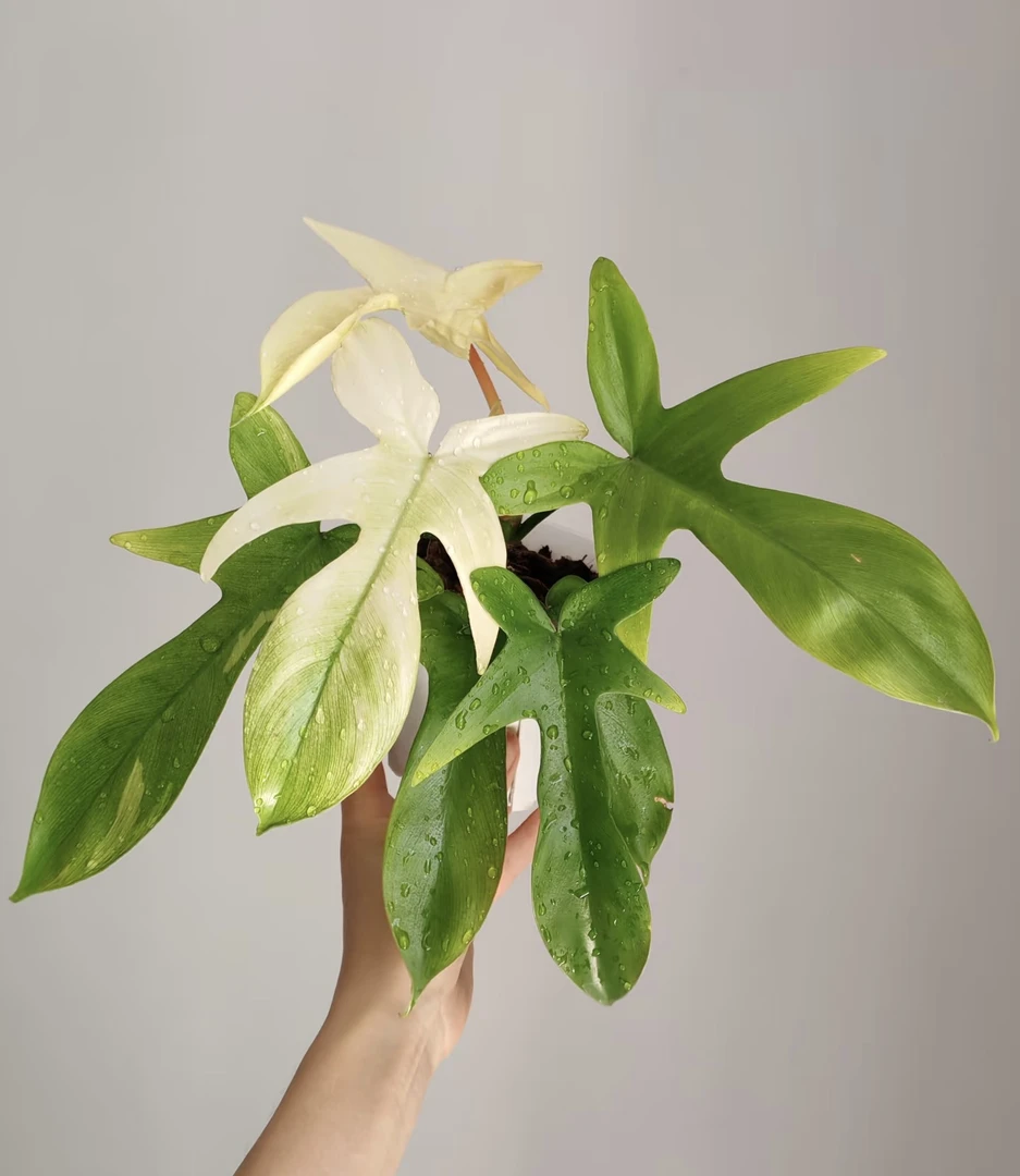 【幽灵飞机蔓绿绒】ins风室内观叶绿植 散射光好养阳台卧室窗台客厅