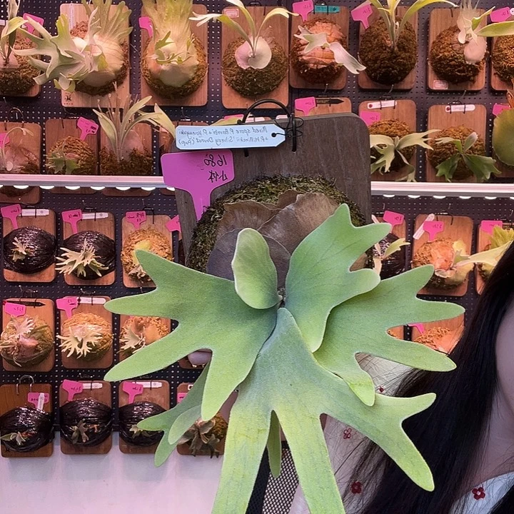 完全开放Tonkla 侧芽小体