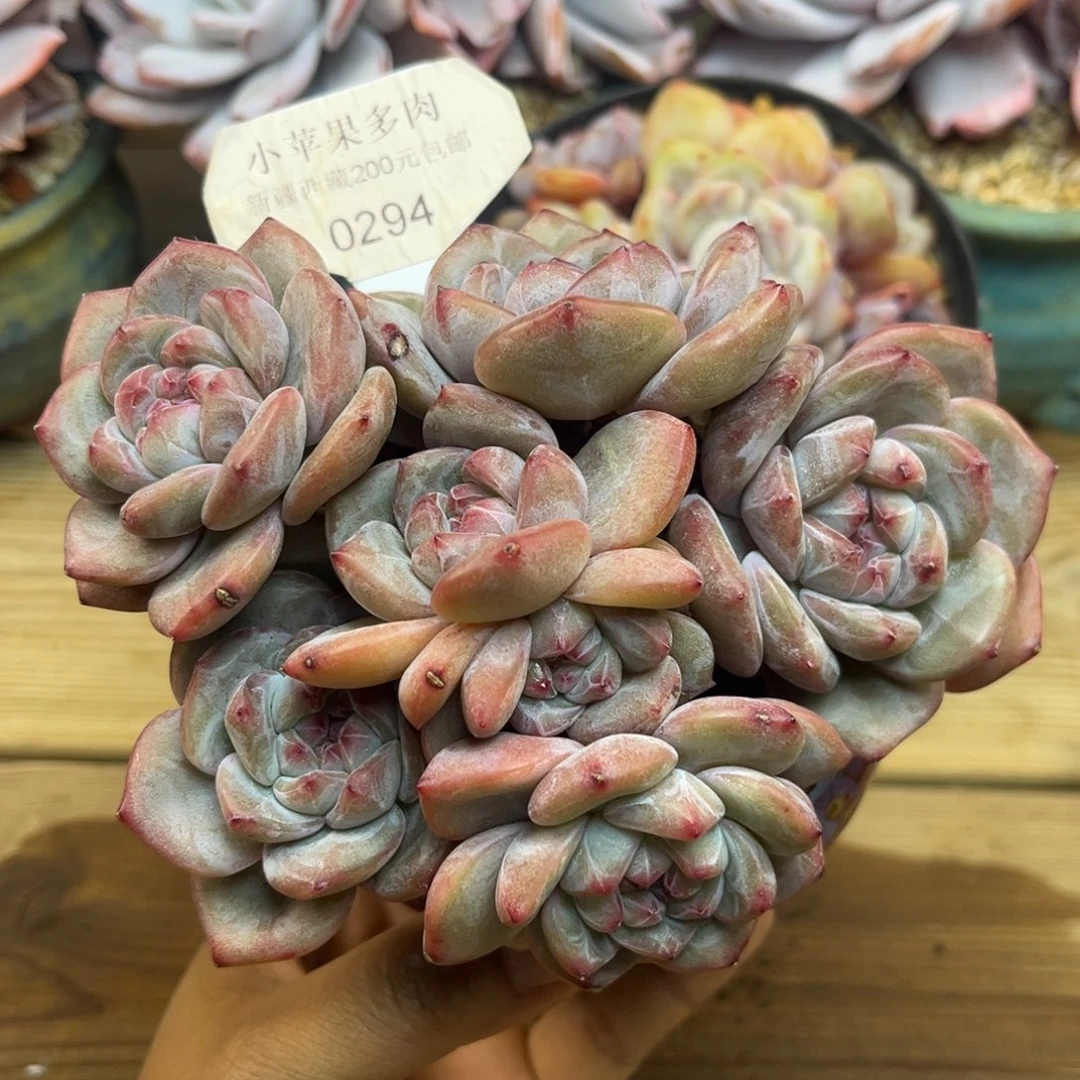 紫皮紫心294/14cm7头