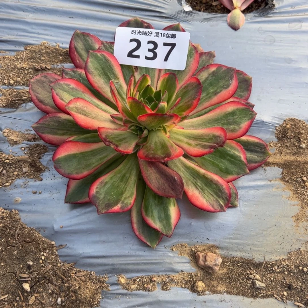 237黑魔锦有伤多肉植物