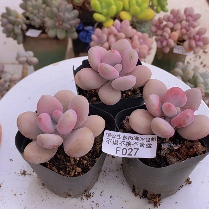 桃蛋3棵027多肉植物