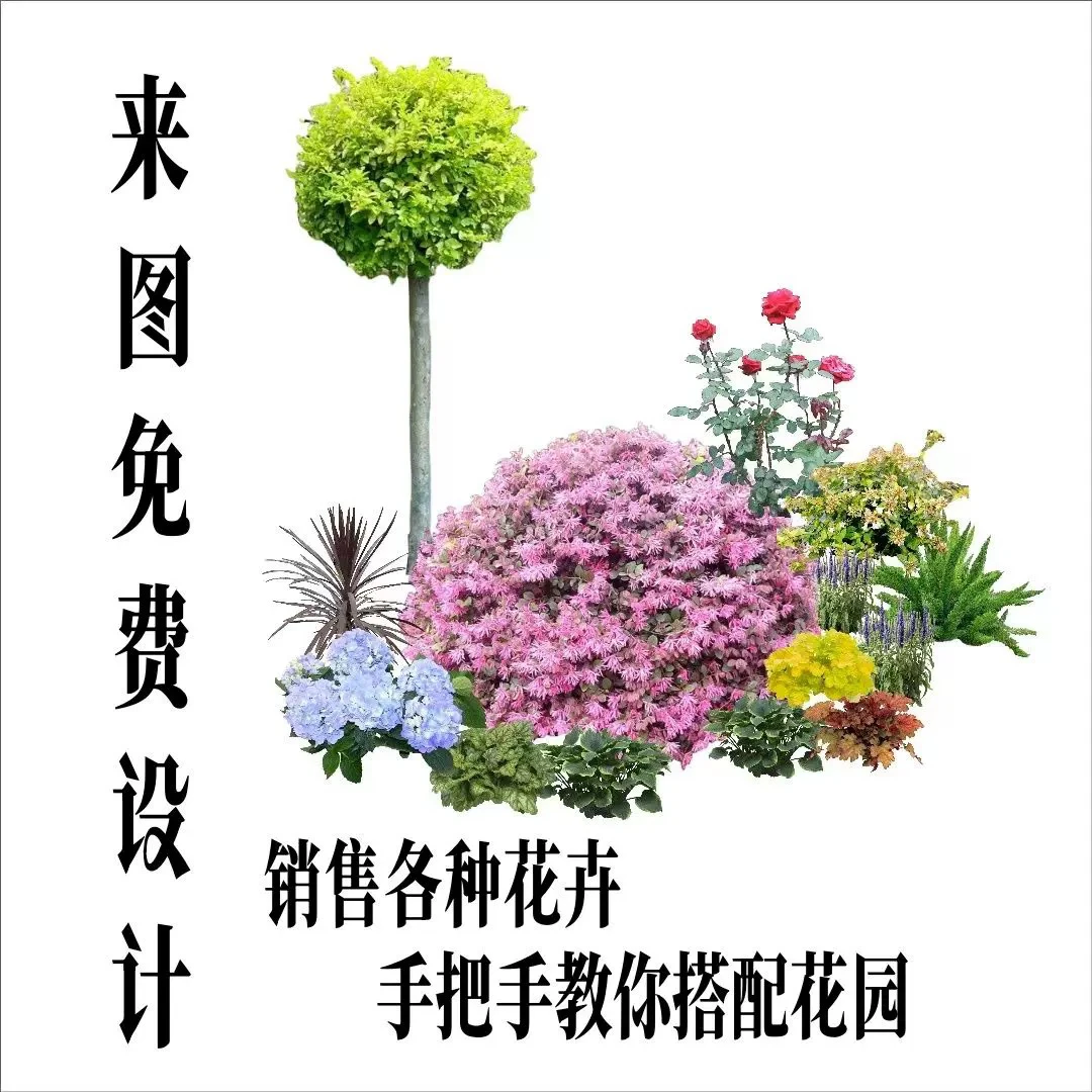 花镜植物搭配组合庭院阳台室内客厅绿植树苗冬季花卉耐寒造景植物