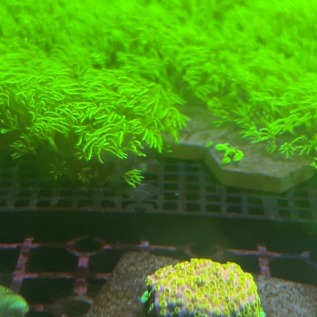 *****一盘草皮海缸造景海葵草皮海缸