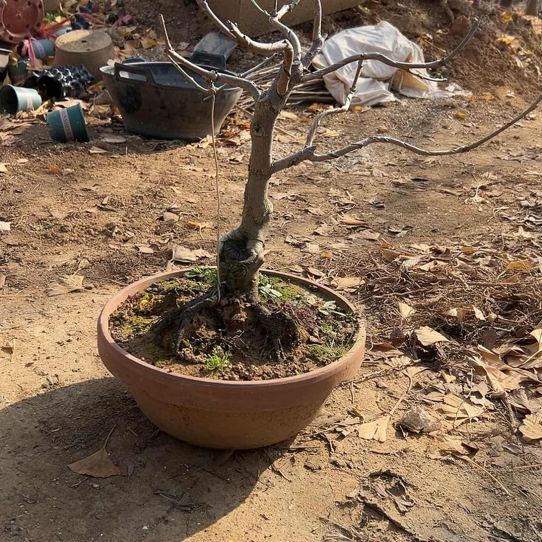 用***6无花朵柿子盆景带盆