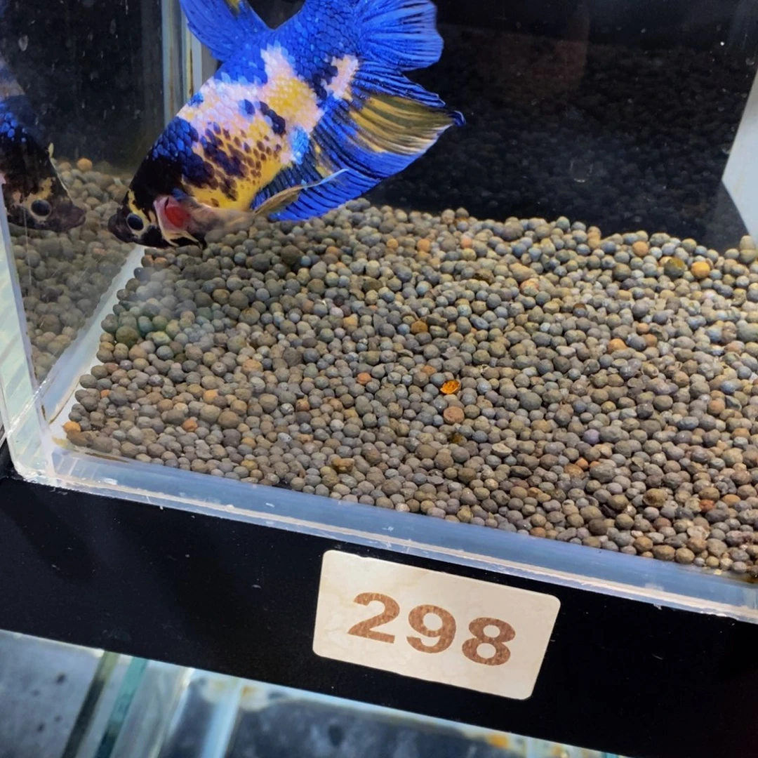 斗鱼298巨斗11111