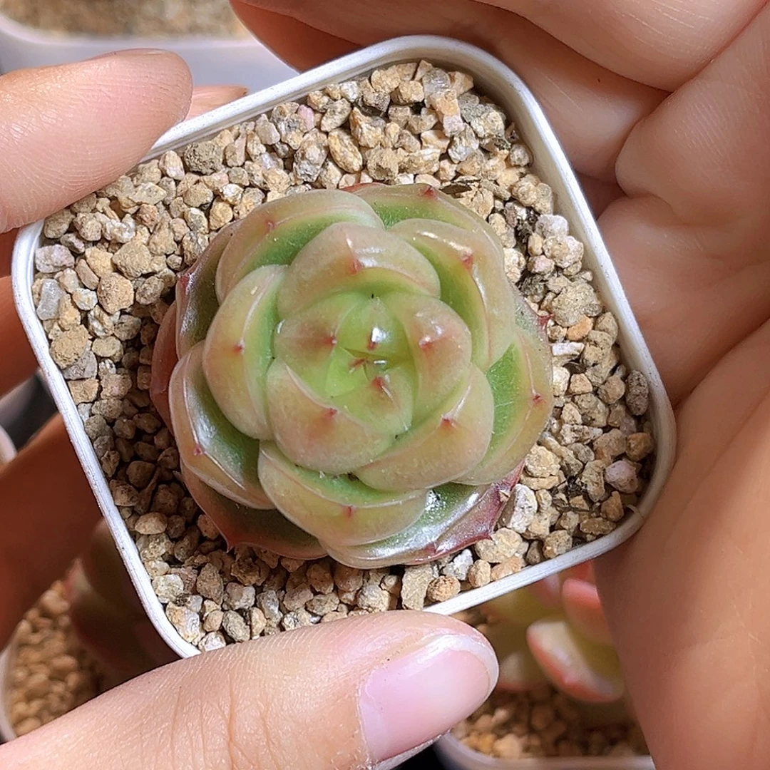 E920一物一拍 晴空珍妮