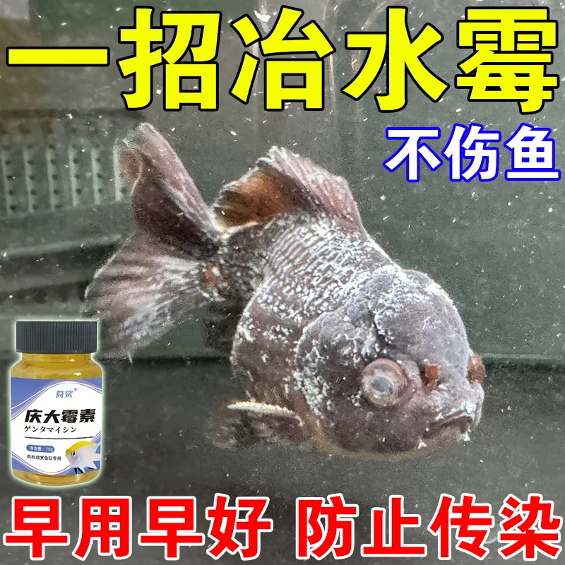 鱼长白霉怎么办鱼缸专用庆大霉素鱼蒙眼水霉白点烂尾黑斑红血丝用