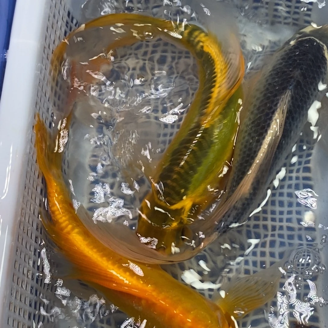 锦鲤冷水锦鲤包邮