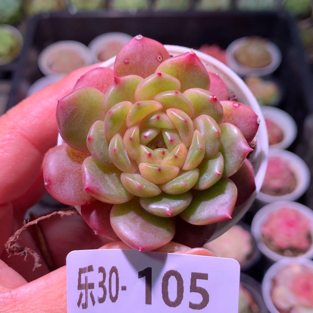 乐然30-105 灵翠单头