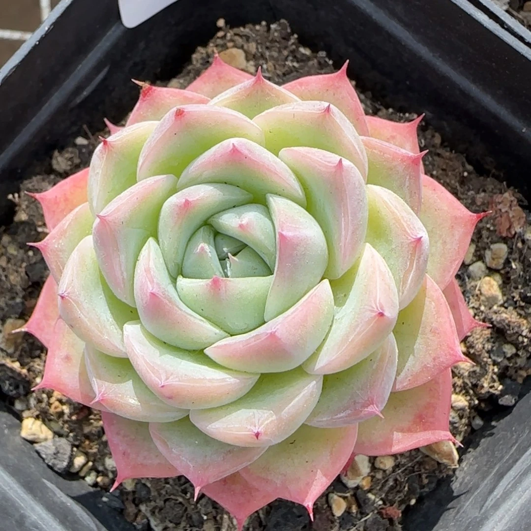 花语逸境0218-56