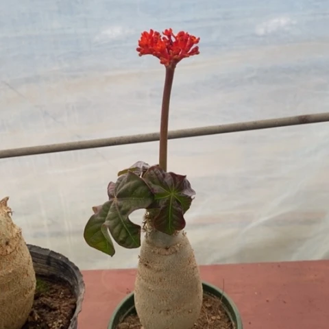 佛肚海棠5仙人球