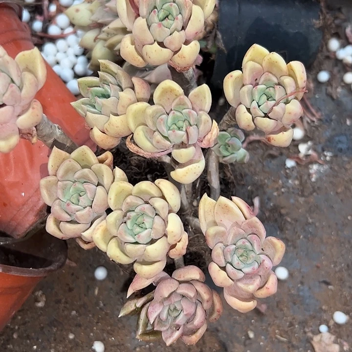 无花朵象牙璀璨。