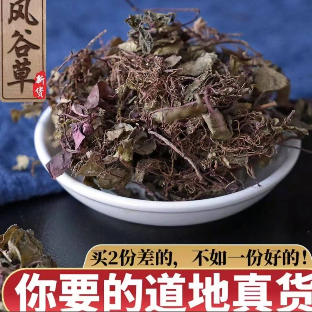 山区风柜斗草风柜斗草深山好货丰谷草干品风骨褚头红根茎非鱼腥草