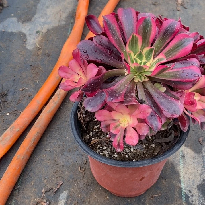 美杜莎13多肉植物法师法师