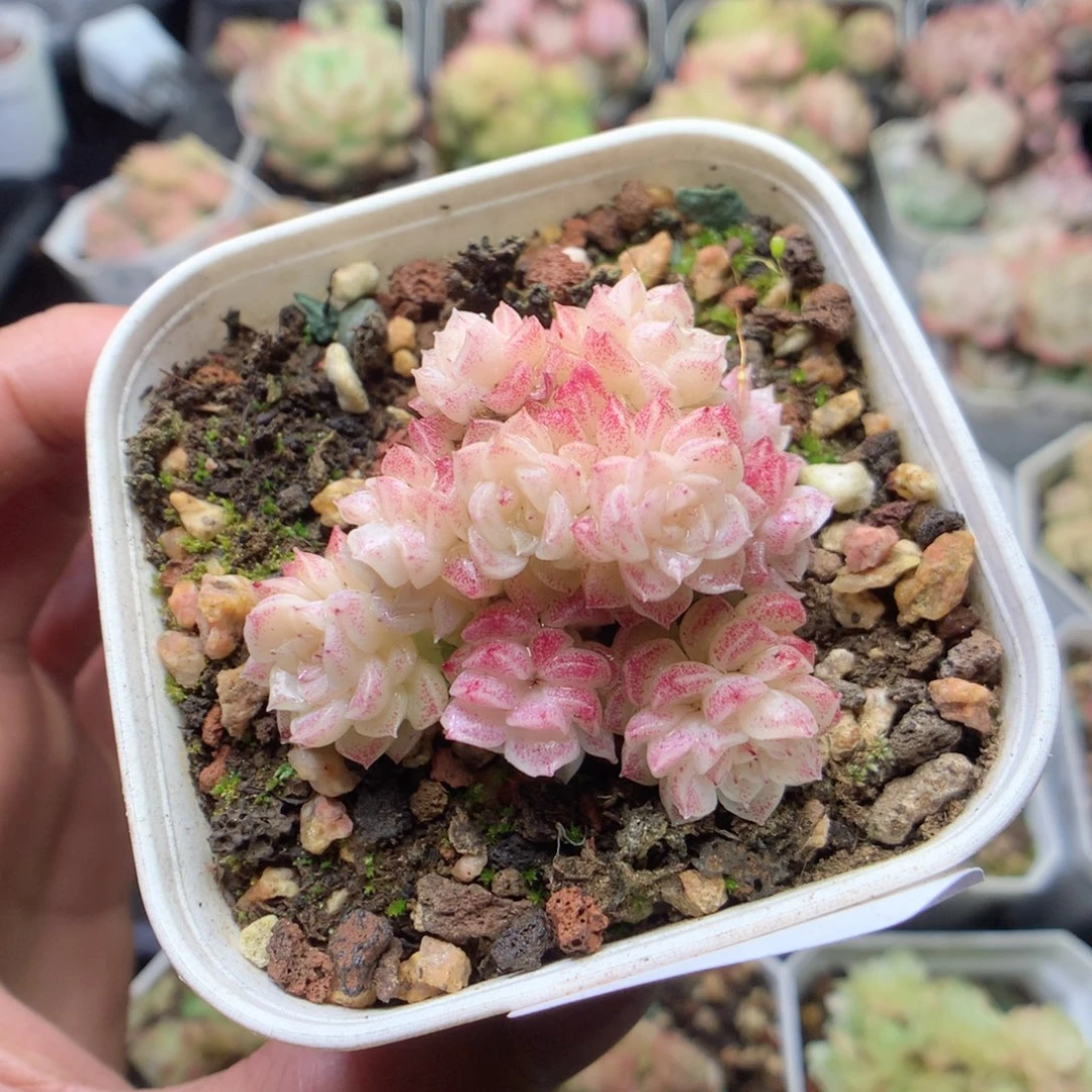 无花朵F144 yyyyyyyy