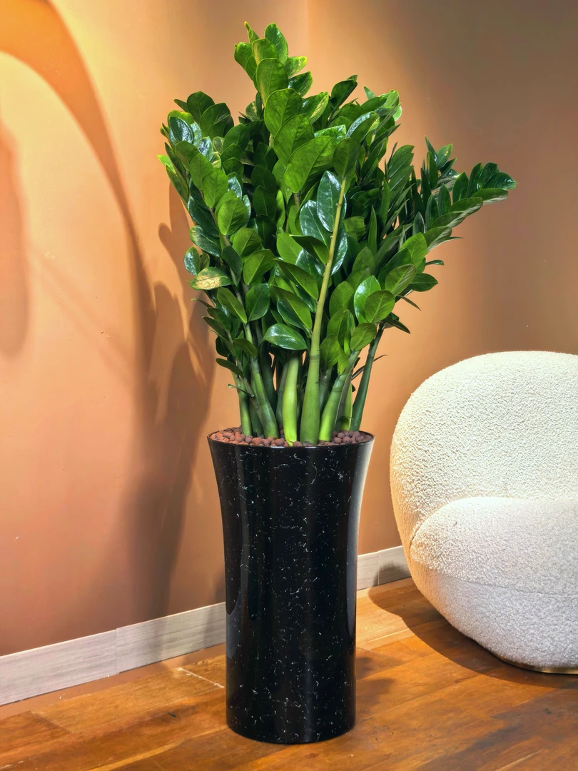 1.2米-1.4米【落地款金钱树】【顺丰送货上门】好养金钱树带盆