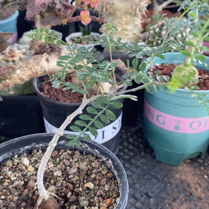 实生象足漆树，一物一拍