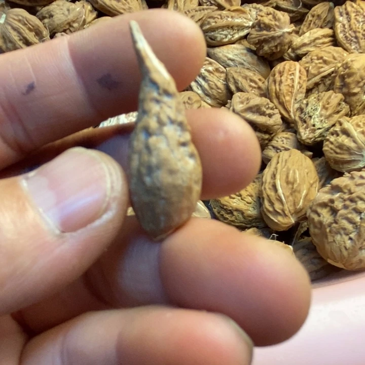文玩核桃吊坠娜姐65