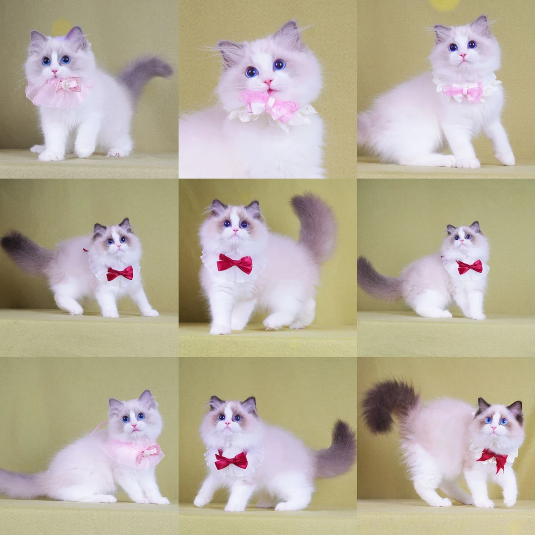 【南宁娃娃猫舍猫猫】猫猫活体