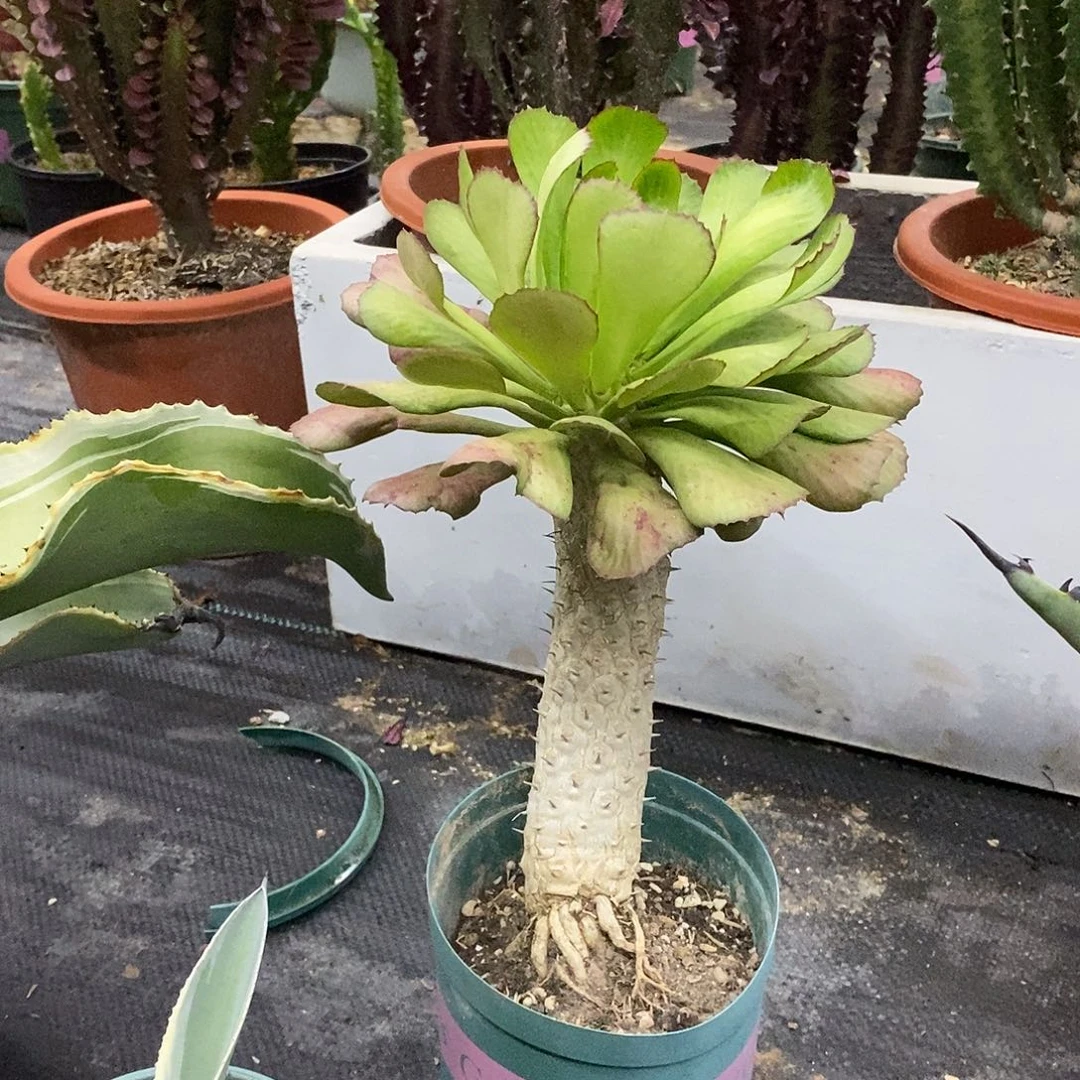 单刺麒麟一物一拍