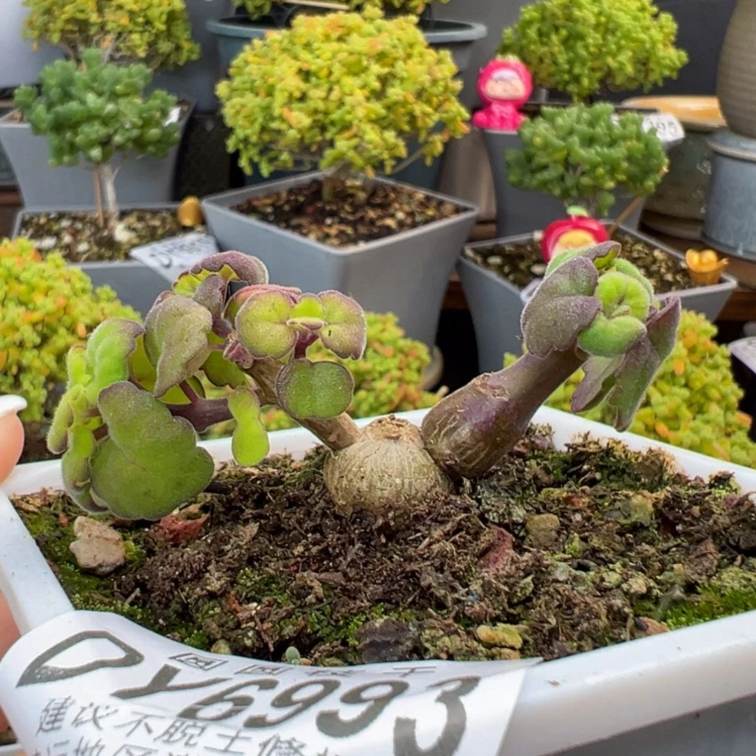 dy6993艾氏延命草