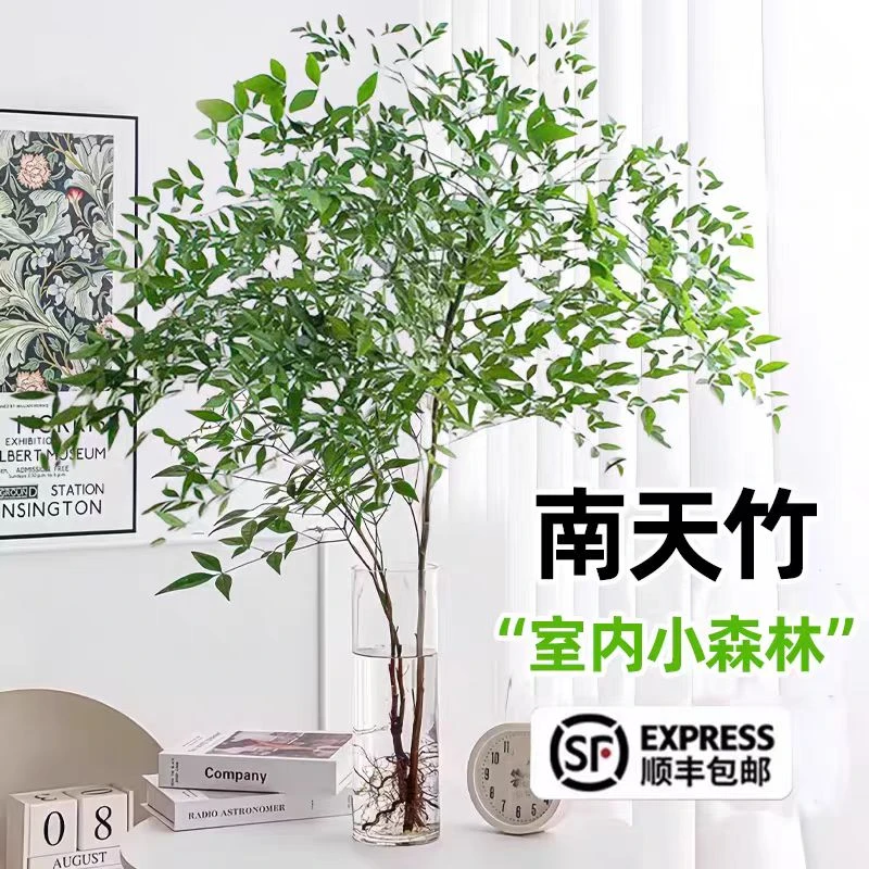 【带根发货】南天竹带根盆栽四季水培植物北欧风室内绿植