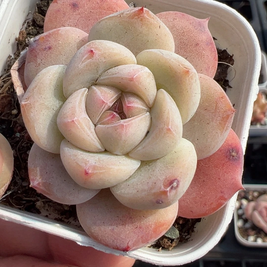 小卡拉米糖心一物一拍