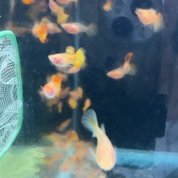 孔雀鱼红龙白子2对玻璃