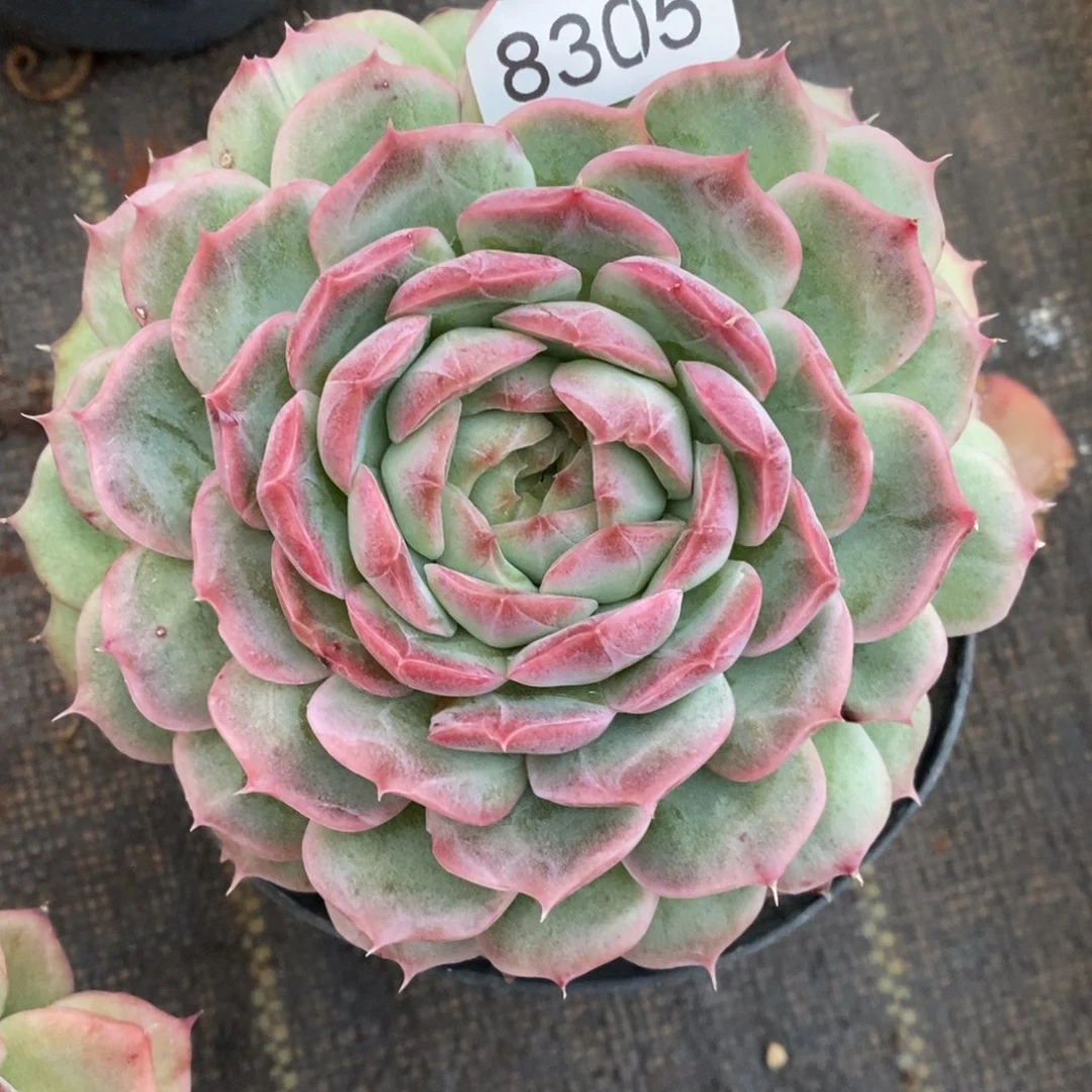 橙***子杂交精品多肉8305~12厘米