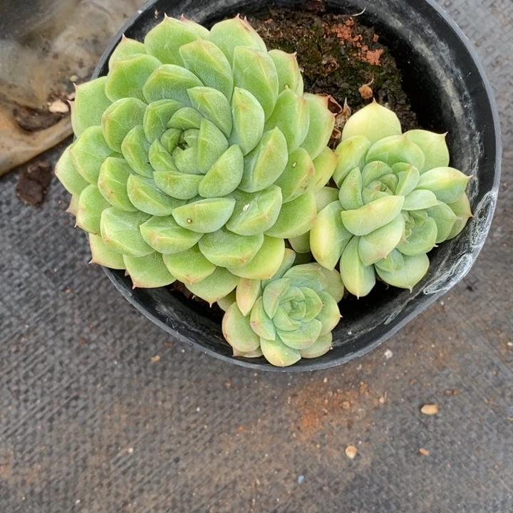 ***气精品多肉植物1349