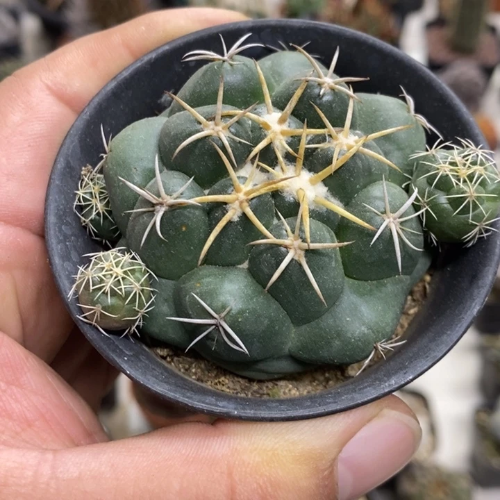 实生安宅象牙特价