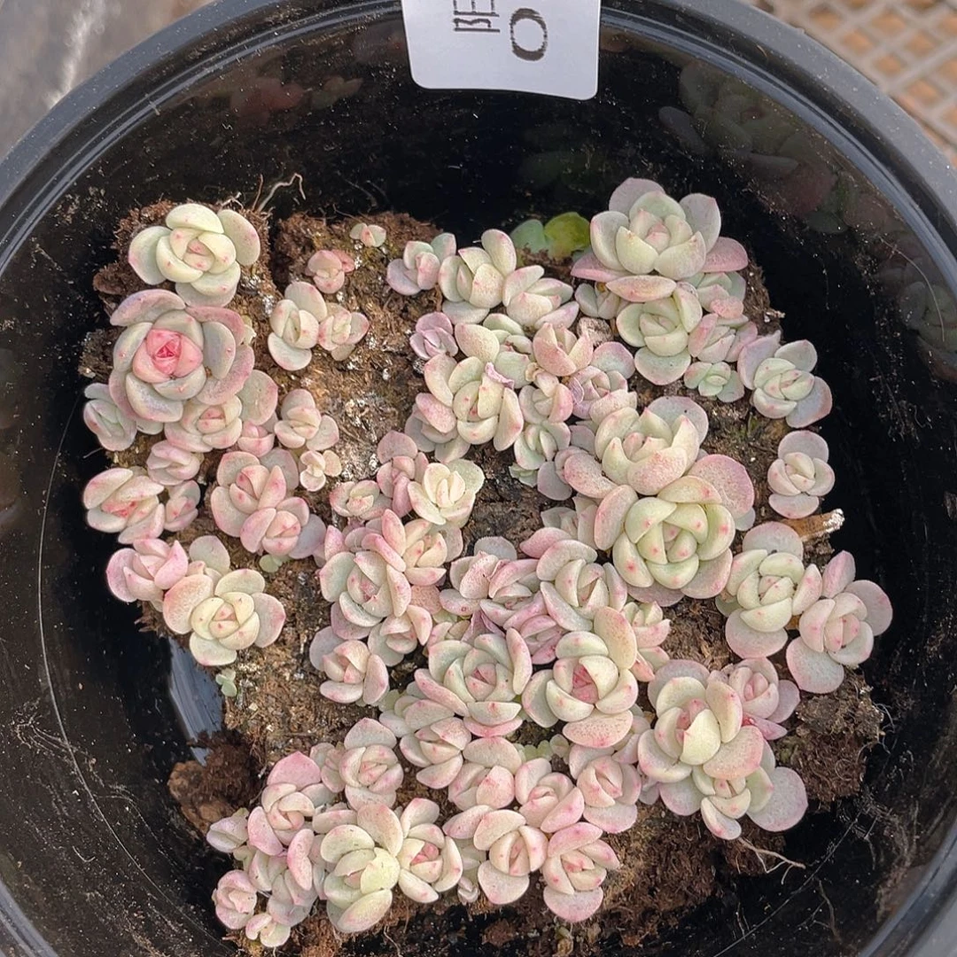 多肉植物多肉植物321