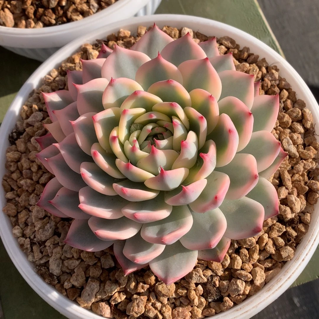 我们家的小姐姐们都